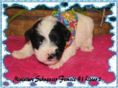 Puppies in KY